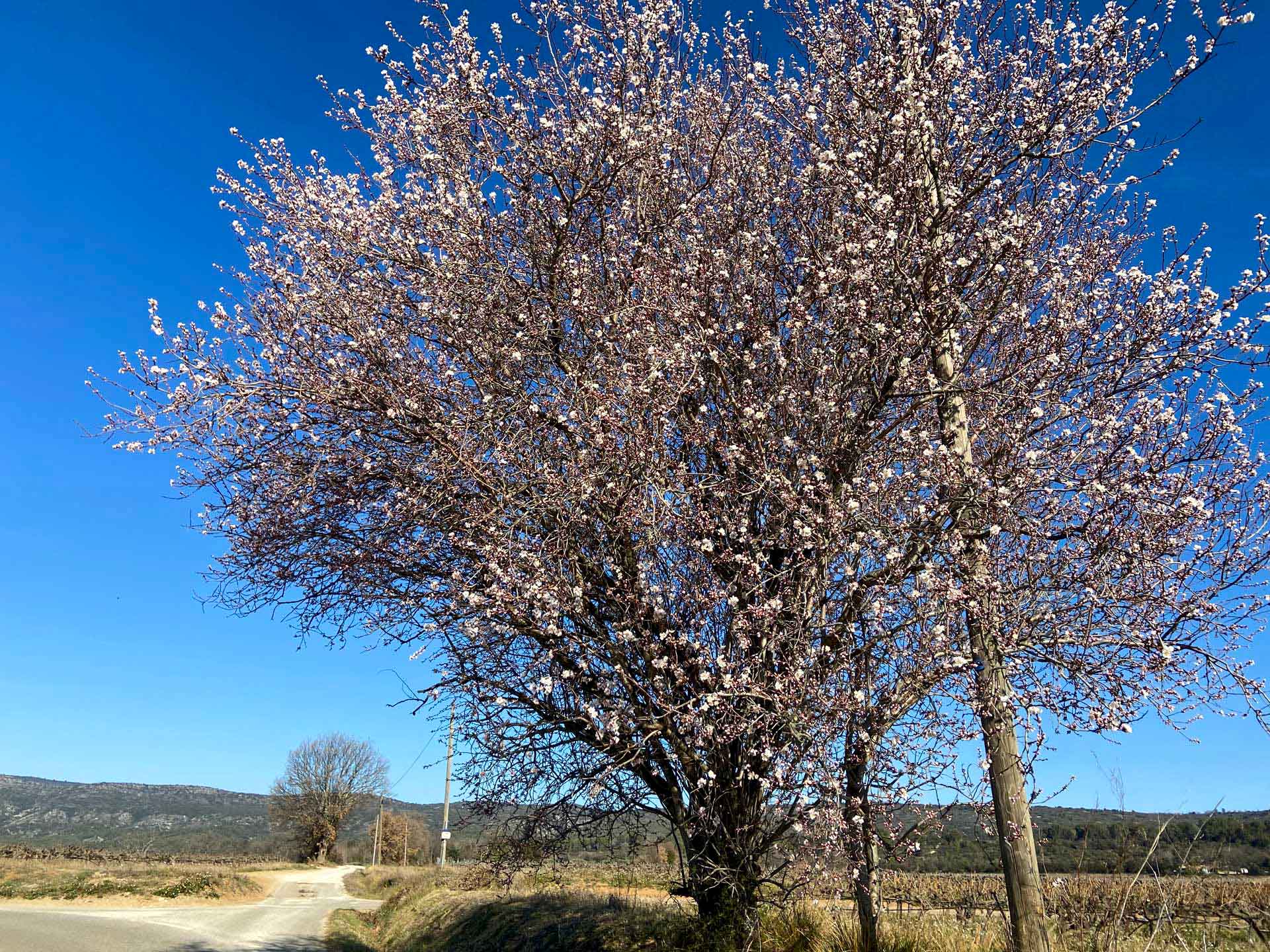 A l'heure des collines blanches